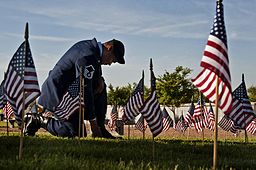 Forget_me_not_(8903616881)